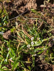 Plagiobothrys scriptus