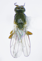 Elachiptera costata