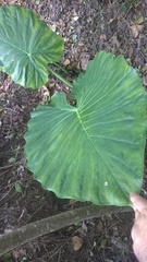 Alocasia macrorrhizos
