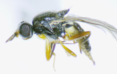 Elachiptera costata