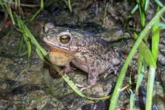 Rhinella merianae