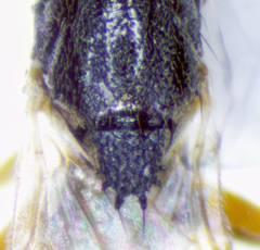 Elachiptera costata