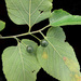 Common Hackberry - Photo (c) 

Ayotte, Gilles, 1948-, some rights reserved (CC BY-SA)