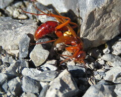 Sphictostethus nitidus