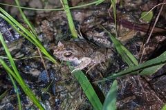 Physalaemus ephippifer