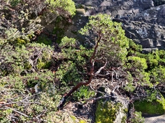 Arctostaphylos franciscana
