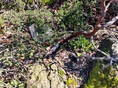 Arctostaphylos franciscana