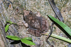 Physalaemus ephippifer