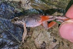 Physalaemus ephippifer