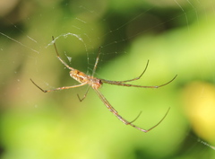 Leucauge dromedaria