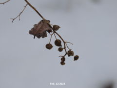 Symplocos paniculata