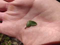 Arctostaphylos franciscana