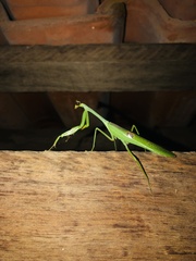 Stagmatoptera hyaloptera