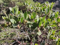 Arctostaphylos franciscana