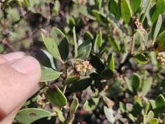 Arctostaphylos franciscana