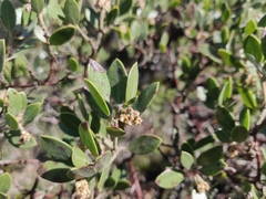 Arctostaphylos franciscana