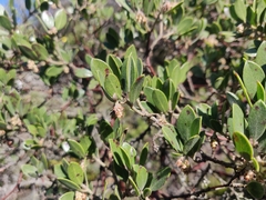 Arctostaphylos franciscana