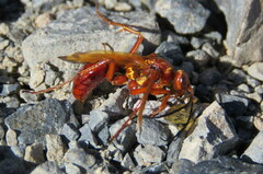 Sphictostethus nitidus