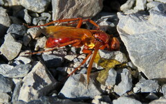 Sphictostethus nitidus