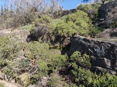 Arctostaphylos franciscana