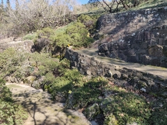 Arctostaphylos franciscana