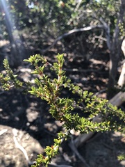 Pultenaea scabra