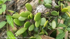 Pyrrosia