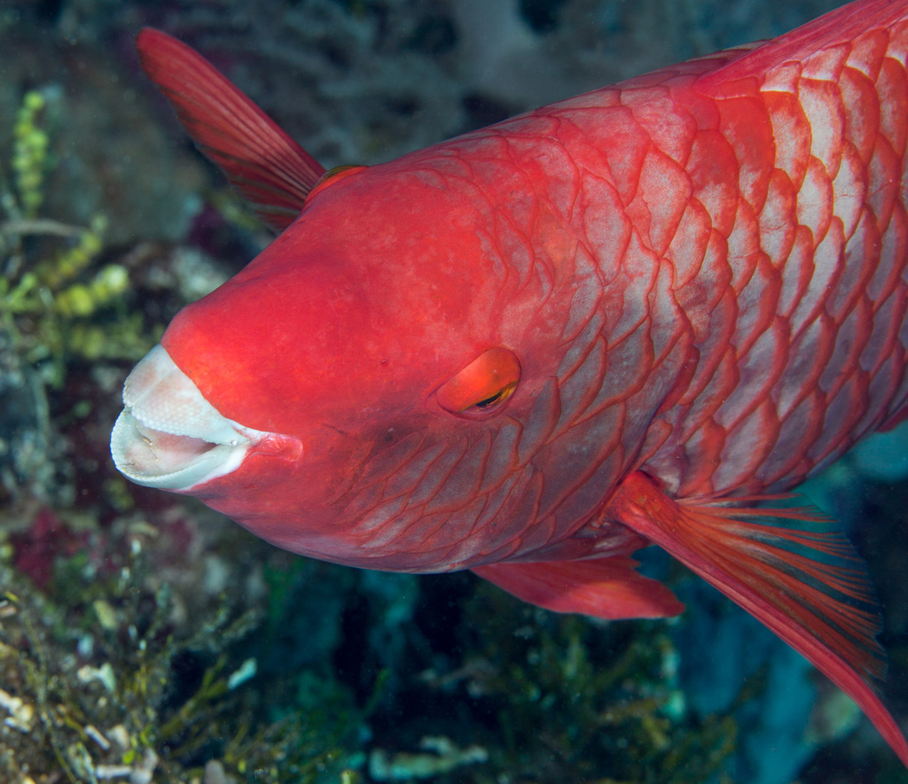Red parrotfish (Scarus xanthopleura) — Scaridae