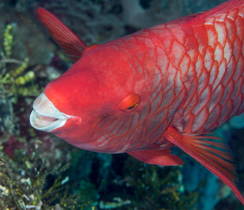 Red parrotfish (Scarus xanthopleura) — Scaridae