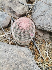 Echinocereus pectinatus pectinatus