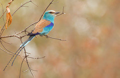 Coracias abyssinicus