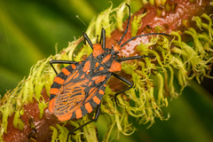 Spartocera pantomima