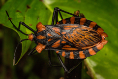 Spartocera pantomima