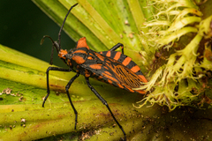 Spartocera pantomima