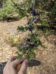 Cupressus abramsiana