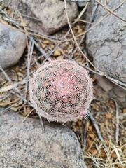 Echinocereus pectinatus pectinatus