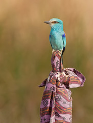 Coracias abyssinicus