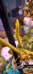Diaphania hyalinata