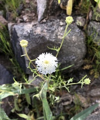 Chaenactis stevioides