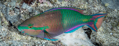 King Parrotfish photo 4