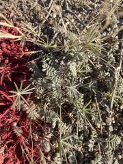 Lupinus sparsiflorus