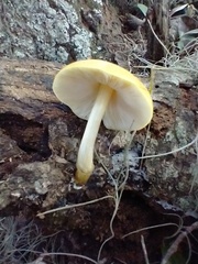 Pluteus mammillatus