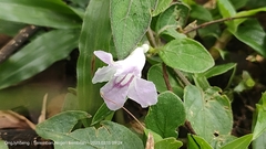 Ruellia repens