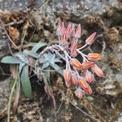 Dudleya nubigena