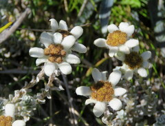 Leucogenes grandiceps