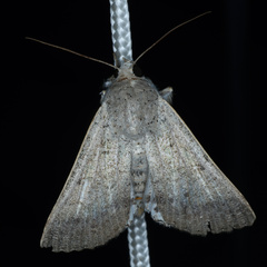 Pandesma
