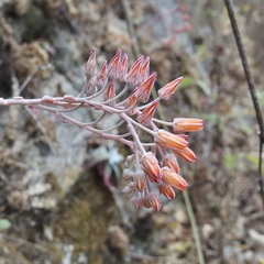 Dudleya nubigena