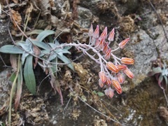 Dudleya nubigena