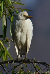 Bubulcus ibis