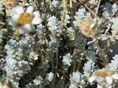 Leucogenes grandiceps